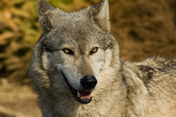 Image showing Eyes of the wolf