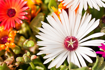 Image showing Close-up of a white daisy