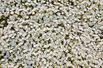 Image showing Small white flowers background