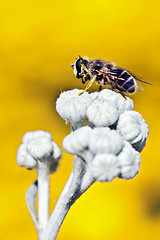 Image showing Close-up of a fly on a yellow background 