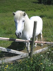 Image showing White horse