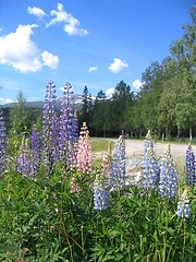 Image showing Lupines