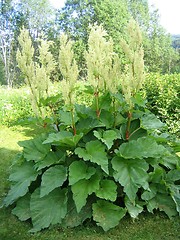 Image showing Rhubarb