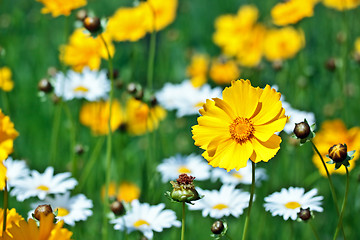 Image showing Beautiful yellow flower on a meadow in a sunny day
