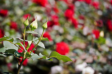 Image showing White rose buds in spring