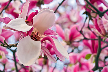 Image showing Blooming magnolia