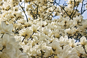 Image showing Blooming magnolia