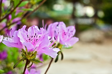 Image showing Pink flower close-up