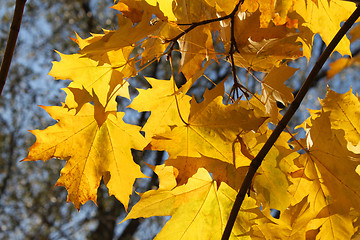 Image showing autumn branch of maple tree