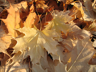 Image showing fall leaves