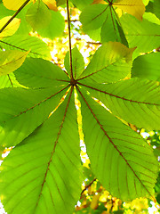 Image showing autumn leaves of a chestnut