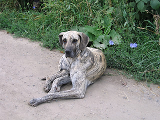 Image showing lying old dog 