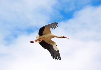 Image showing flying stork