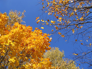 Image showing autumn trees