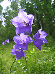 Image showing bell flowers