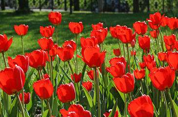 Image showing beautiful red tulips