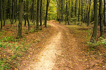 Image showing Road in hornbeam forest