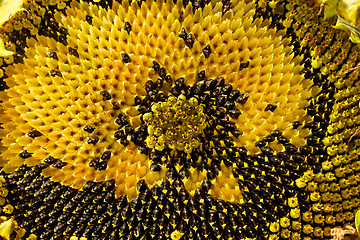 Image showing Sunflower head clouse-up