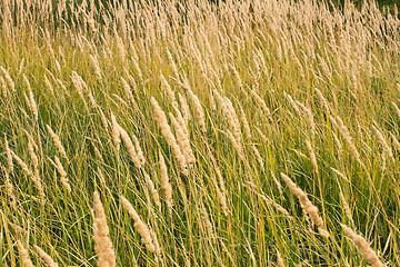 Image showing Cereal texture