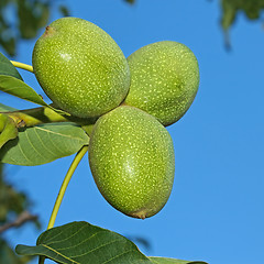 Image showing Green Walnut fruits