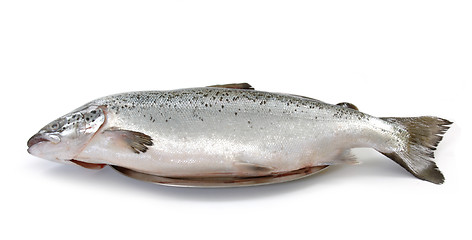 Image showing fresh raw salmon