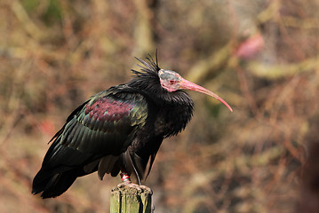 Image showing Northern bald ibis
