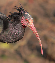 Image showing Portrait of a Northern Bald Ibis