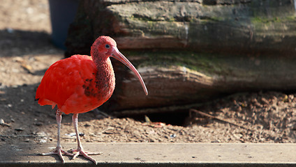 Image showing Scarlet ibis