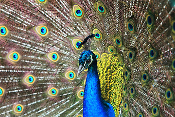 Image showing Portrait of a beautiful peacock