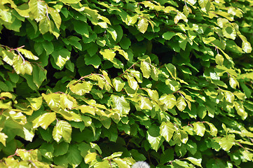 Image showing Thickets of bright green shrubby foliage