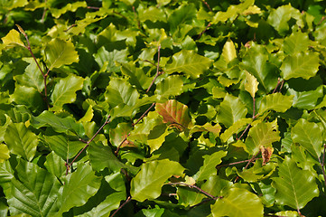 Image showing Thickets of bright green shrubby foliage