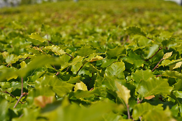 Image showing Thickets of bright green shrubby foliage