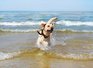 Image showing running labrador