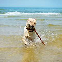 Image showing beautiful running labrador