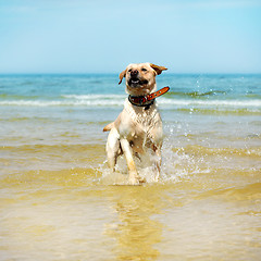 Image showing beautiful young labrador