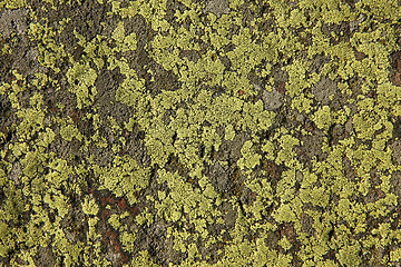 Image showing Moss on rock