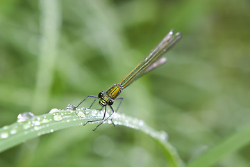 Image showing Dragonfly macro