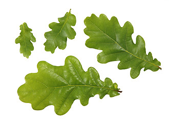 Image showing green leaves of oak tree