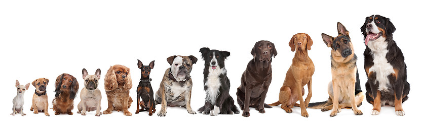 Image showing twelve dogs in a row