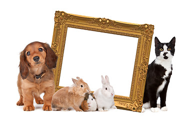 Image showing group of pets standing around a golden picture frame