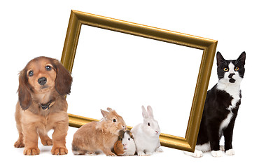 Image showing group of pets standing around a golden picture frame