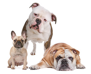 Image showing The Bulldog Family