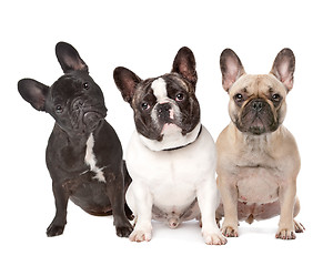 Image showing three French Bulldogs in a row