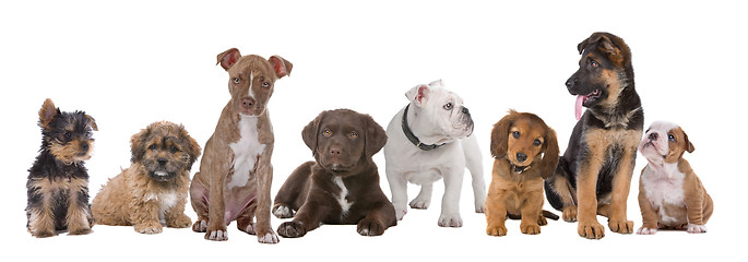 Image showing large group of puppies