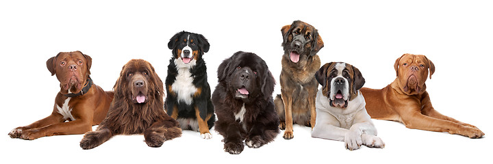 Image showing Large group of big dogs