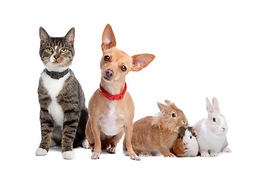 Image showing Group of pets