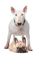 Image showing Bull terrier and French bulldog