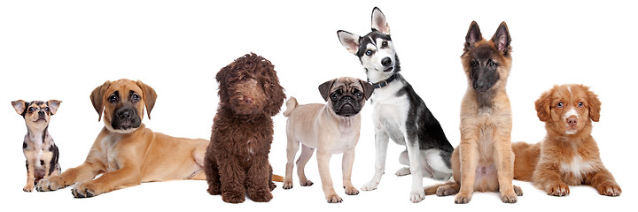 Image showing large group of puppies