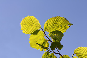 Image showing Green leaves against blue sky - Ecology