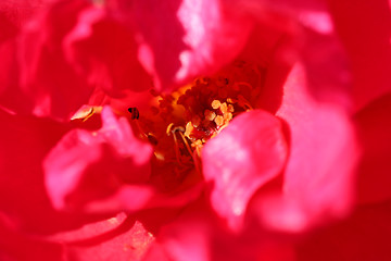 Image showing Heart of Wild Red Rose for Backgrounds